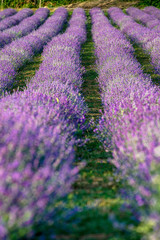 Naklejka na ściany i meble View Of Lavender Growing In Field