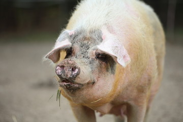 close up of pink pig