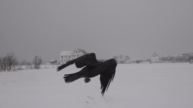 A raven in an Icelandic snow storm, slow motion close up, flyng away