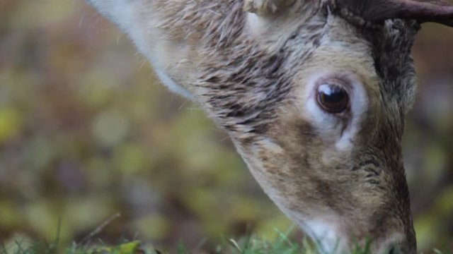 close shot of Deer grazing on grass and leaves in national park in England with dead leave in background green nature and wildlife