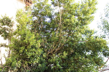 la magnificenza degli alberi sotto un cielo azzurro