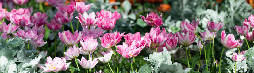 pink tulips in a field, wide panorama of spring meadow. beautiful pink flowers.