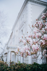 magnolia tree in blossom