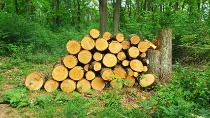 Gefälltes Holz im Wiener Wald