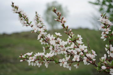 A branch of a blossoming cherry on a background of a landscape.