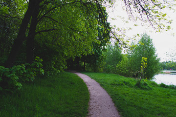 Fototapeta na wymiar mysterious forest path in the park