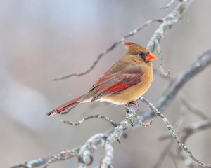 Winter cardinal