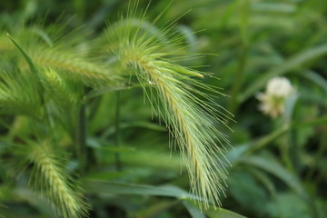 macro spiga nel verde con boket