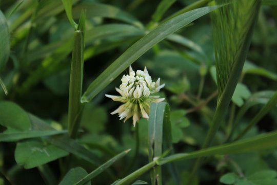 fiore bianco immerso nel verde effetto boket