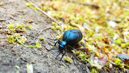 Blauer Laufkäfer im Wienerwald