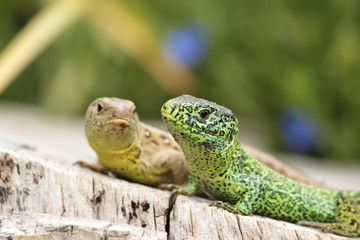 Altes Eidechsenpärchen auf einem Baumstamm sitzend