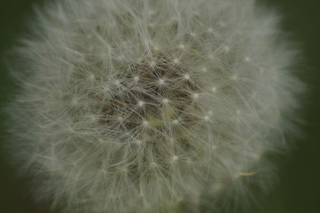 light, airy, beautiful short-lived, delicate white dandelion enlarged zoom outdoors in nature in spring and summer