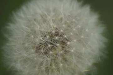 Rolgordijnen light, airy, beautiful short-lived, delicate white dandelion enlarged zoom outdoors in nature in spring and summer © Сергей Горельчик