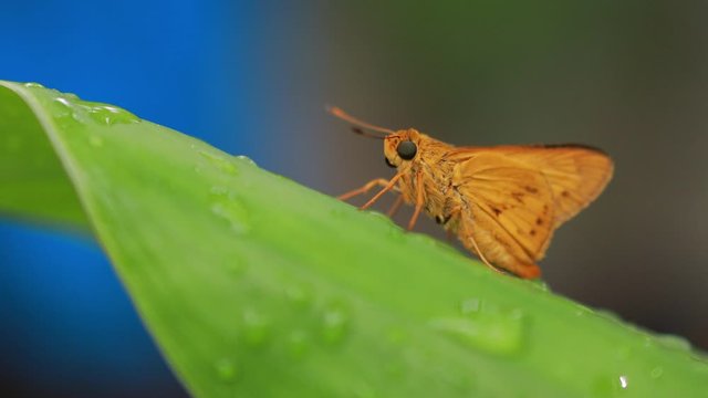 orange butterfly on nature background. Insect Animal. Potanthus is a large genus of skipper butterflies.The large skipper (Ochlodes sylvanus) is a butterfly of the family Hesperiidae.