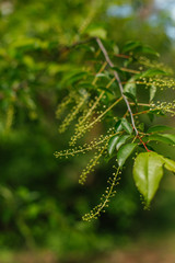 leaves forest tree branch bright fresh morning
