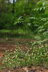 forest vegetation flowers meadow sunlit morning freshness