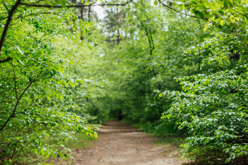 green forest deciduous bright daylight morning freshness
