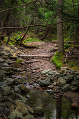 Stream Flowing Through Woods in Acadia National Park