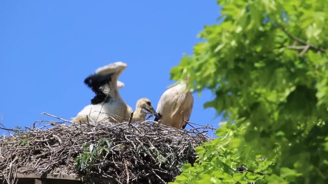 Storchennachwuchs mit erstem Fl&uuml;gelschlagen im Horst