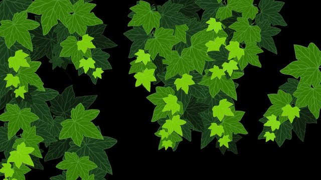 Growing Ivy leaf wall animation dark background