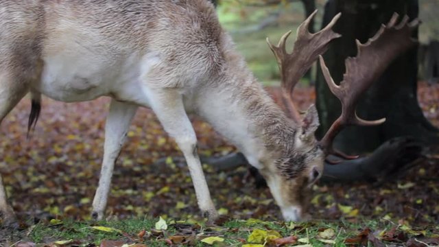 Wide shot of Deer grazing on grass and leaves in national park in England with dead leave in background green nature and wildlife