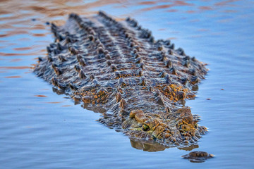 Wildlife, South Africa