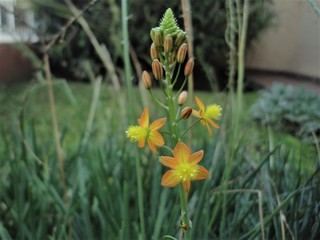 yellow flower in the garden
