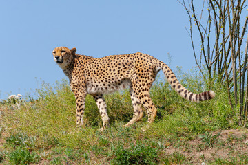 
wild cheetah exhibits in the grass