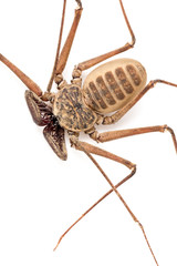Amblypygi arachnid isolated