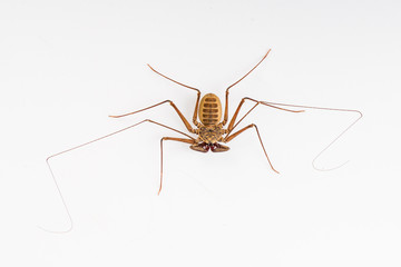 Amblypygi arachnid isolated