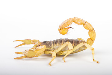 scorpion isolated