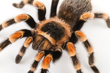 Big tarantula arachnid isolated