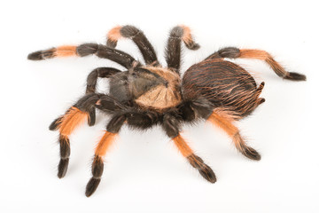 Big tarantula arachnid isolated