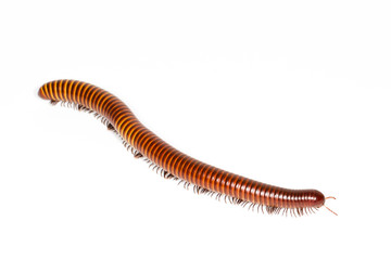 milipede isolated many many legs