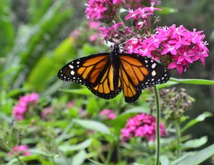 monarch butterfly on pink flower