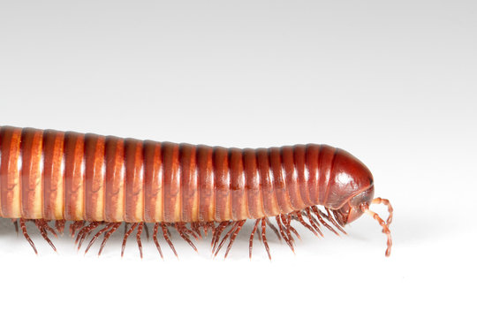 milipede isolated many many legs