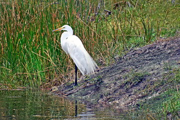Fototapeta premium Egret in Florida
