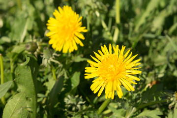 Yellow dandelions close-up on a field at sunset