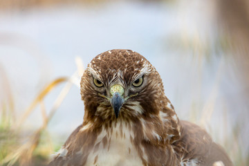 Close up of juvenile Red-tailed hawk