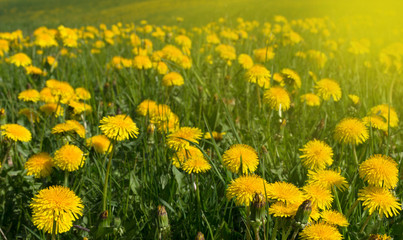 Field of blooming dandelions in a beautiful sunny spring morning. Selective focus