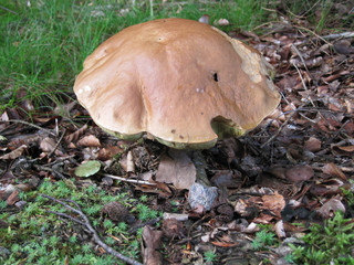 
edible mushrooms in a forest in the countryside in the Czech Republic