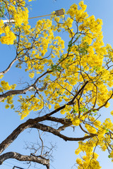 primavera
