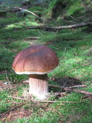 
edible mushrooms in a forest in the countryside in the Czech Republic