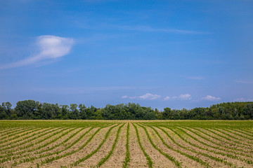 Fototapeta na wymiar Spring field by the river Little Danube