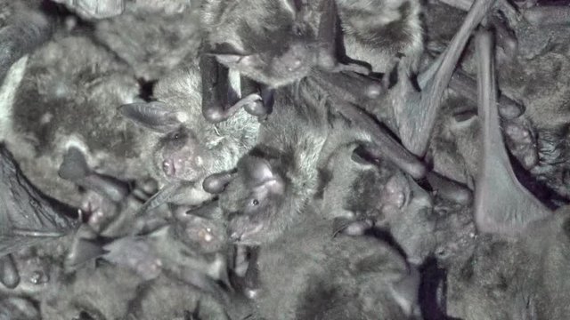 bat colony in cave
