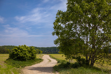 Fototapeta na wymiar Dirt road near the river Small Danube