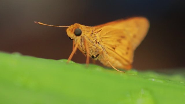 orange butterfly on nature background. Insect Animal. Potanthus is a large genus of skipper butterflies.The large skipper (Ochlodes sylvanus) is a butterfly of the family Hesperiidae.