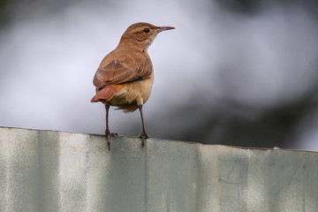 robin on a fence