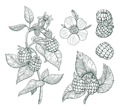 Raspberry vector set. Sketch of berry branch, isolated raspberry drawing on white background. 