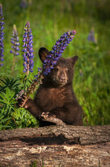 Black Bear Cub (Ursus americanus) Pulls on Stalk of Lupine Summer © hkuchera